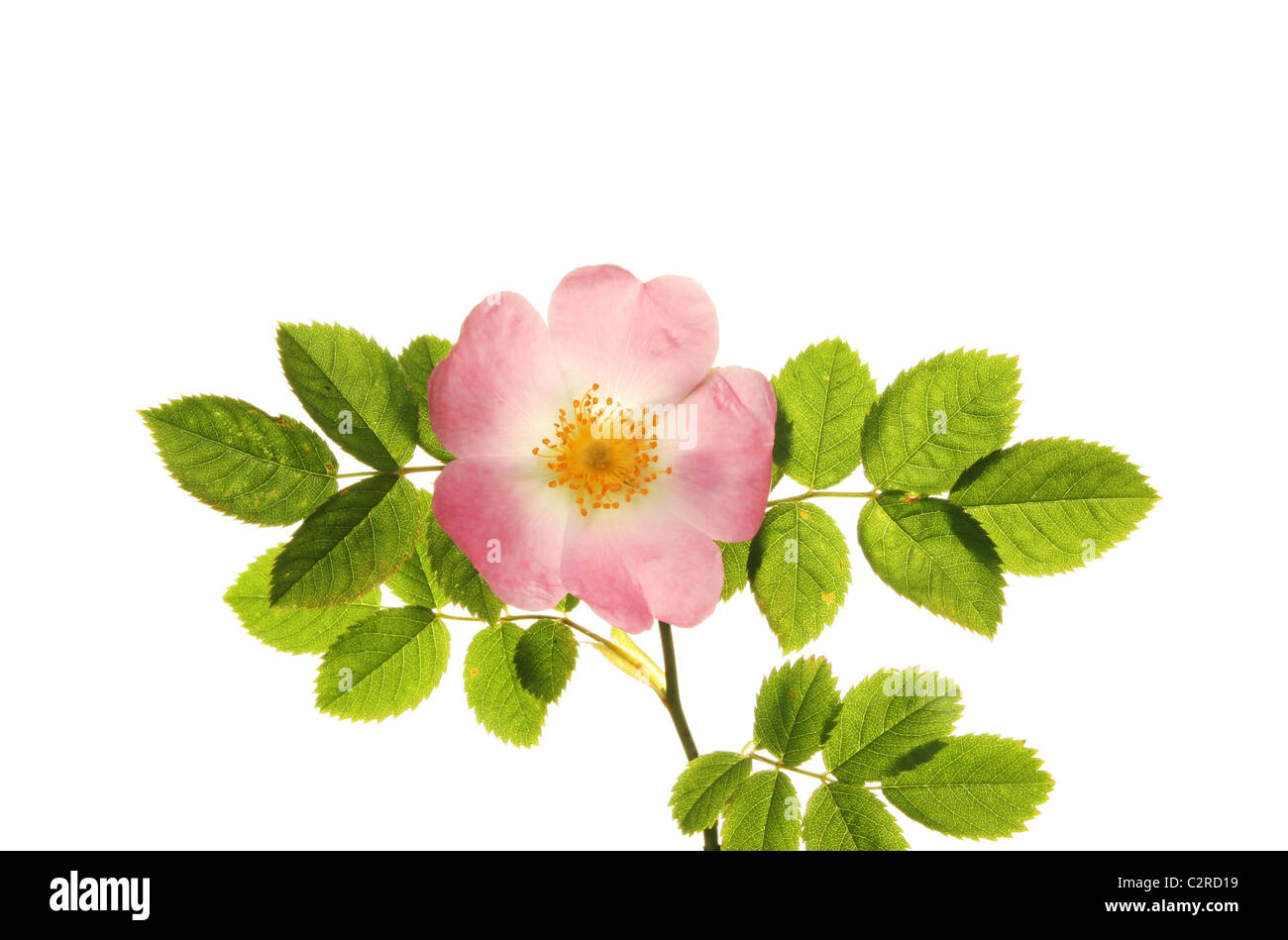 Dog Rose Blume und Blätter isoliert gegen weiß Stockfoto