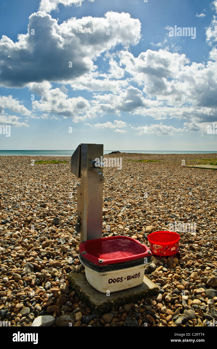 Wasser für die Vögel und Hunde auf den steinigen Goring Strand, Worthing, West Sussex. Stockfoto