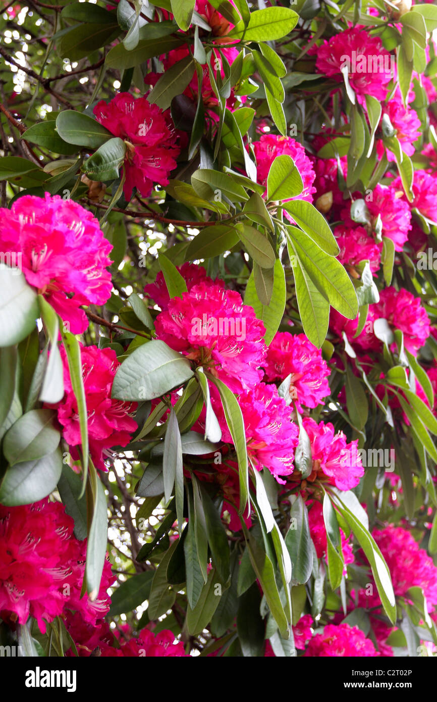 Der unverwechselbare Azalee (Rhododendron sp) Baum, dieses besondere Angebot ist die größte, die er auf seinen Reisen rund um London gesehen hat Stockfoto