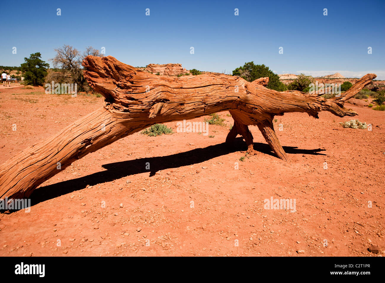 Canyon Lands National Park, Utah. Stockfoto