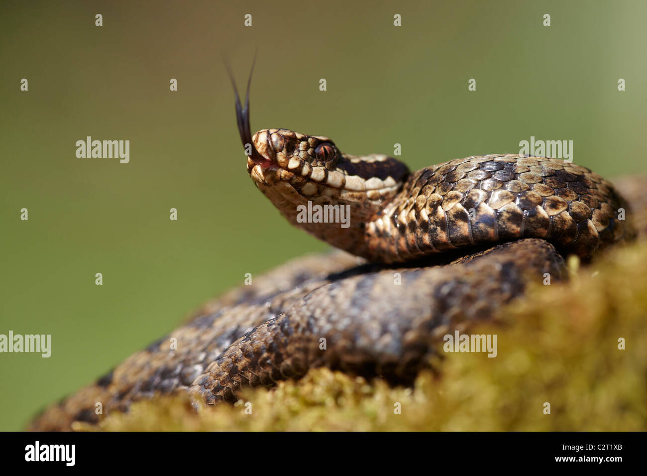 Kreuzotter, Vipera Berus mit Zunge verlängert, Allerthorpe Common, East Yorkshire, UK Stockfoto