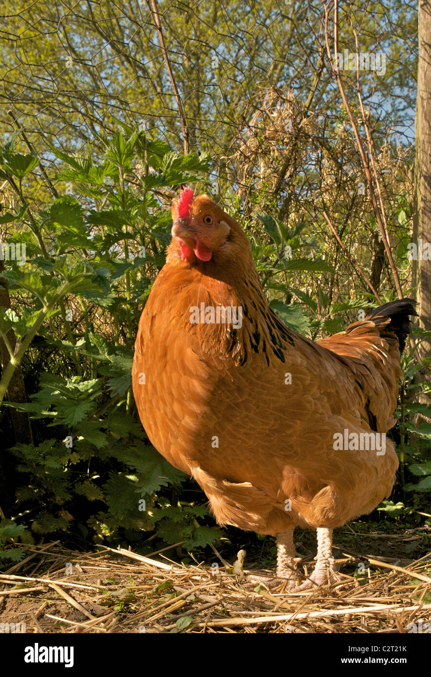 Freilandhaltung Huhn Ei Schicht im Bauerngarten Stockfoto