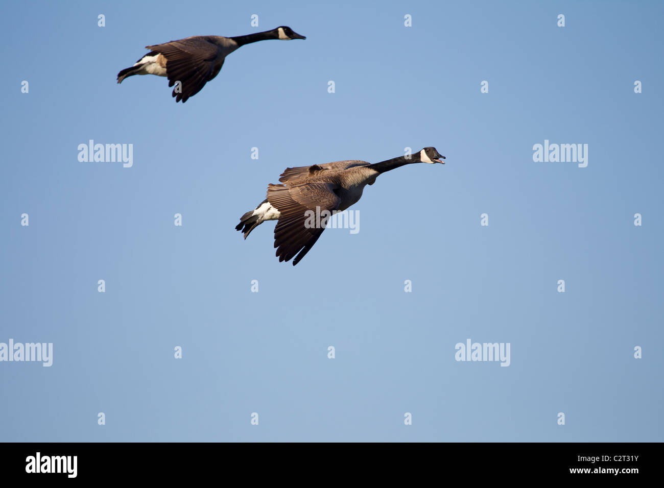 Zwei Kanadagänse in Kreuzung Flug mit Flügeln gesetzt für den Abstieg. Stockfoto