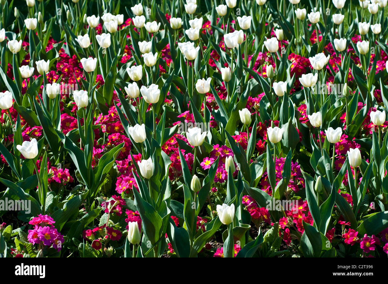 Tulpe WHITE DREAM und Primula CRESCENDO ROSE und CRESCENDO rot (Crescendo-Serie) Stockfoto