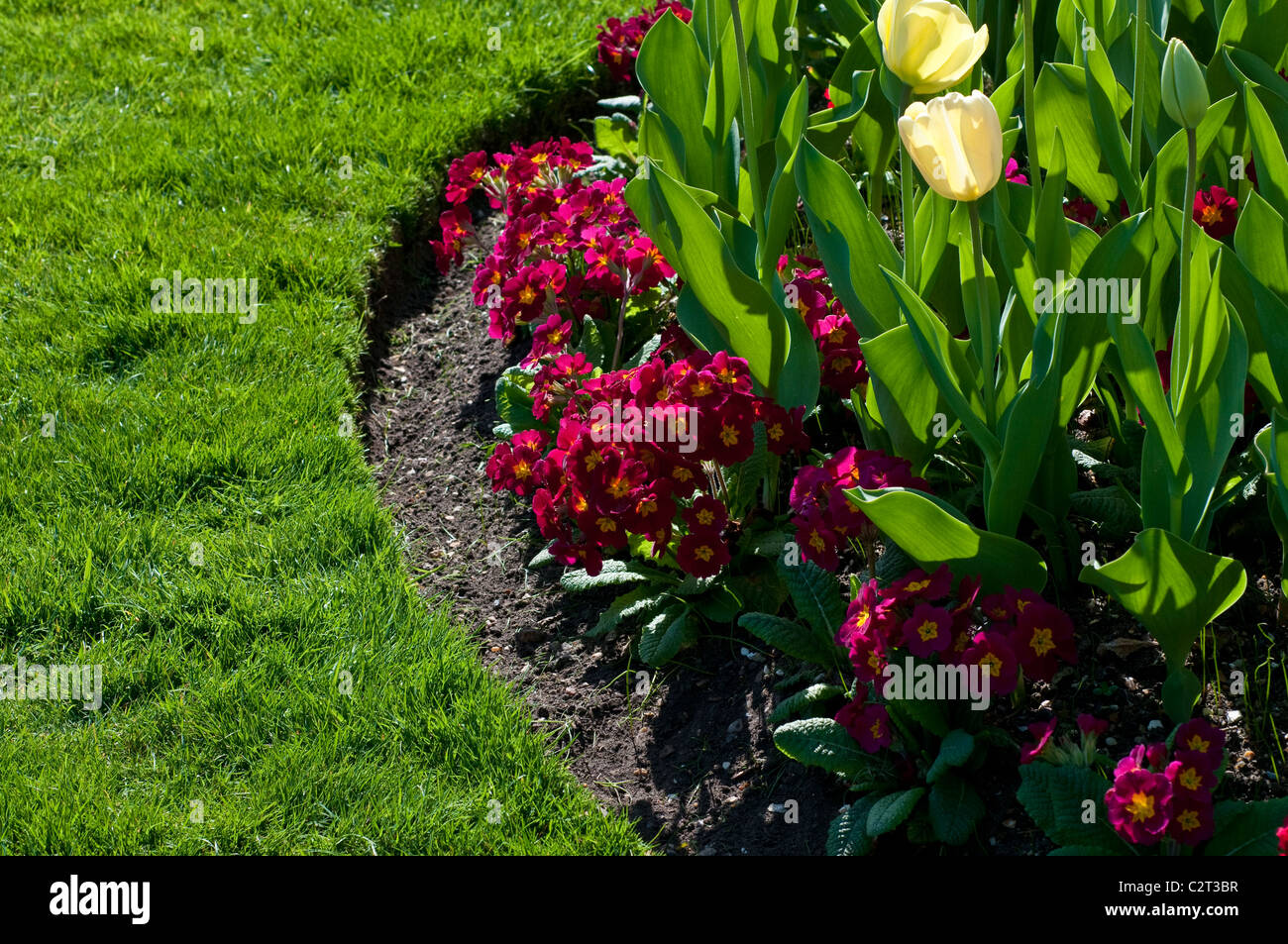 Grenze mit Tulip Elfenbein FLORADALE und Primula CRESCENDO rot (Crescendo-Serie) Stockfoto