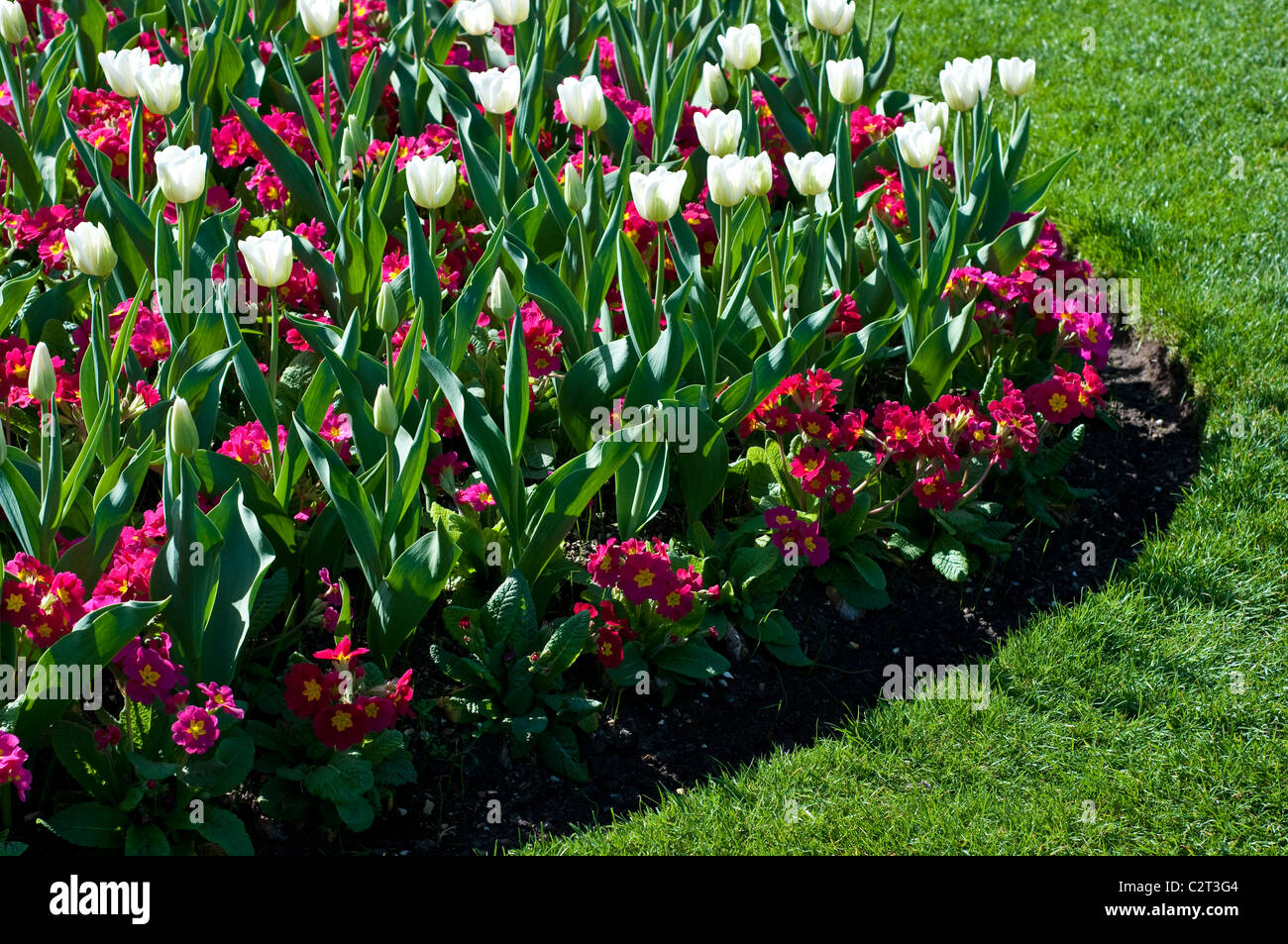 Blumenbeet mit Tulip Traum in weiß und Primula CRESCENDO erhoben und CRESCENDO rot (Crescendo-Serie) Stockfoto