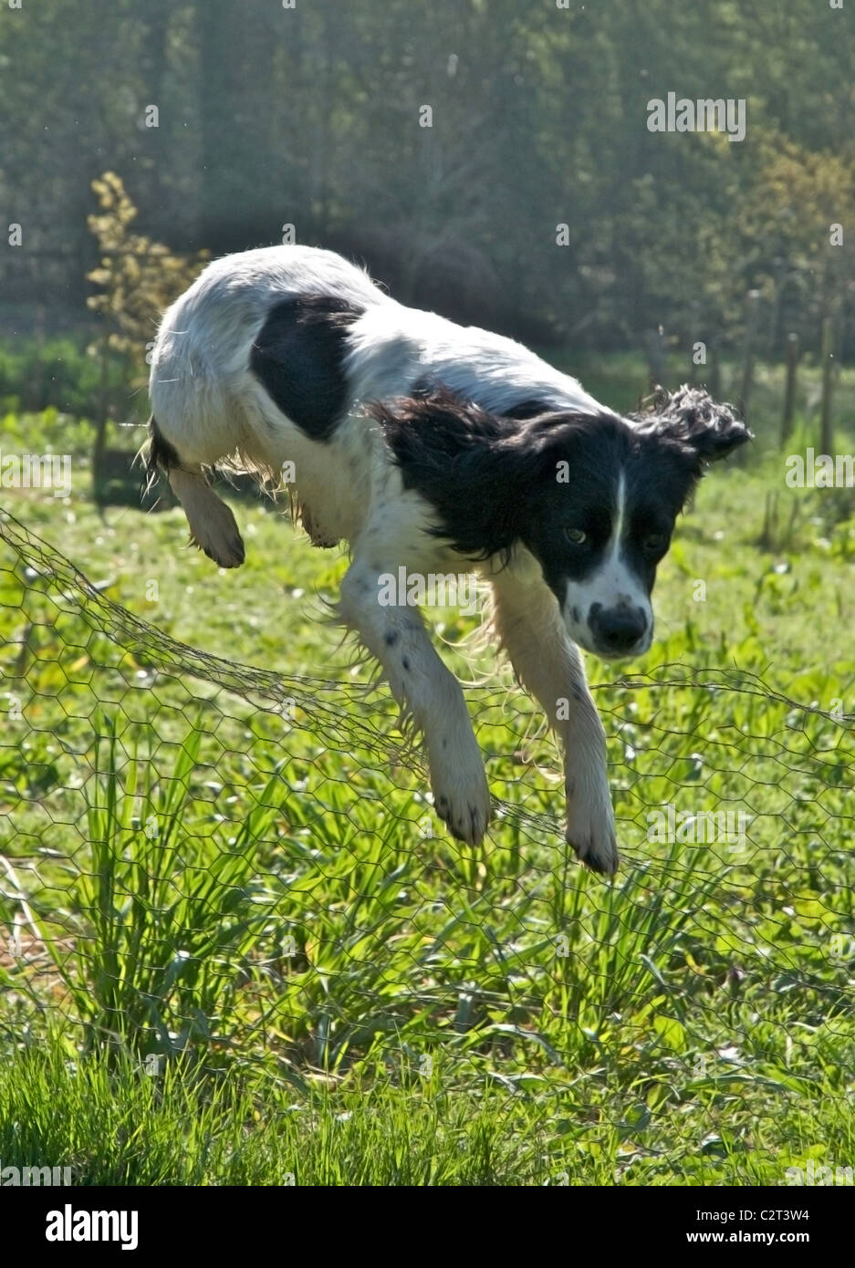 Springer Spaniel einen Zaun springen Stockfoto