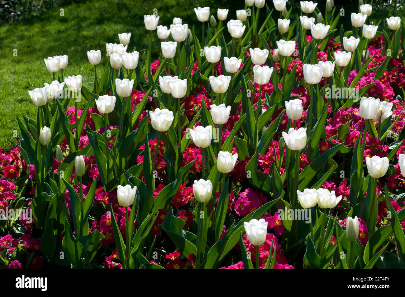 Tulpe WHITE DREAM und Primula CRESCENDO ROSE (Crescendo-Serie) Stockfoto