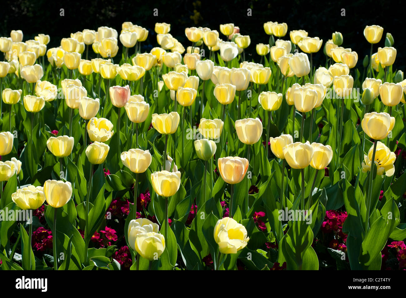Tulpe Elfenbein FLORADALE und Primula CRESCENDO rot (Crescendo-Serie) Stockfoto