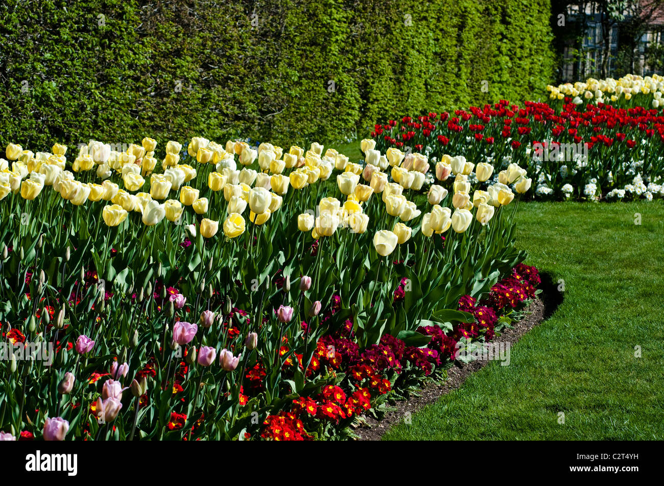 Tulpe Elfenbein FLORADALE und Primula CRESCENDO rot (Crescendo-Serie) Stockfoto