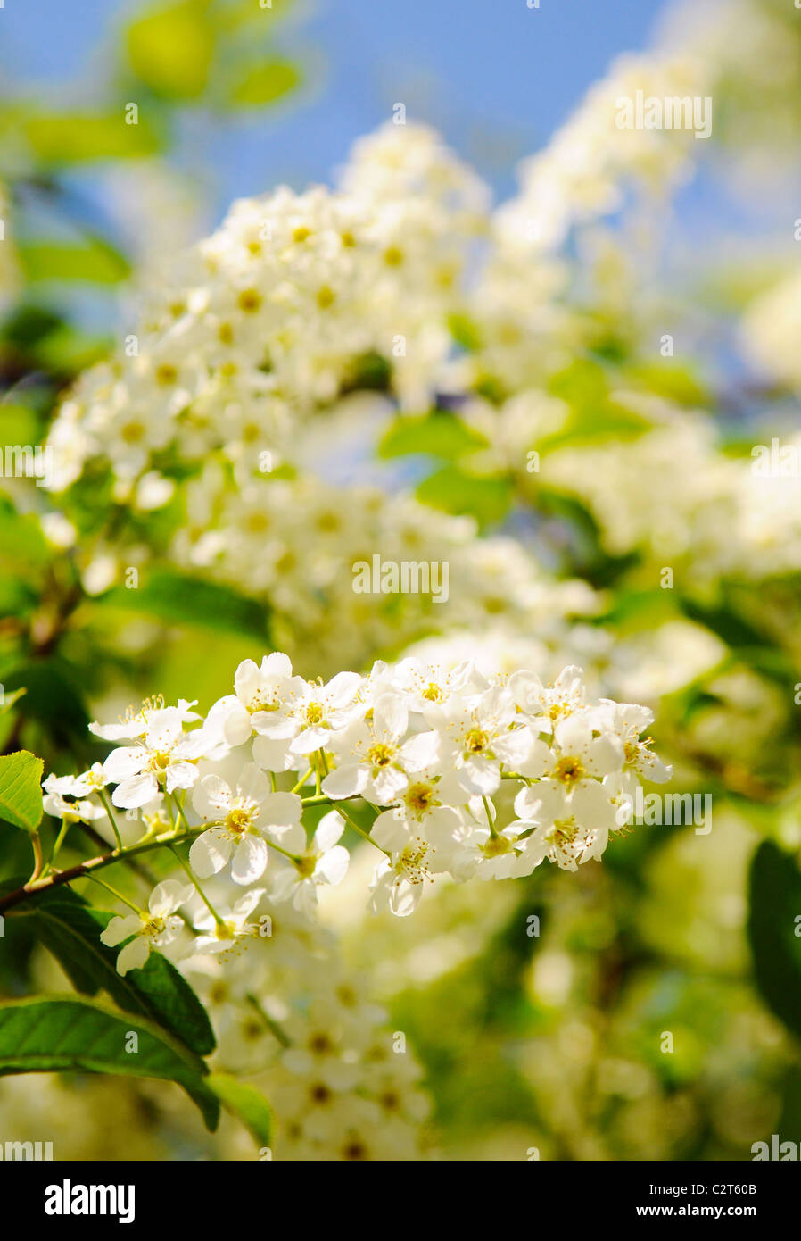 Weißer Frühlingsblumen Kirschbaum. Flachen Tiefe des Fokus Stockfoto