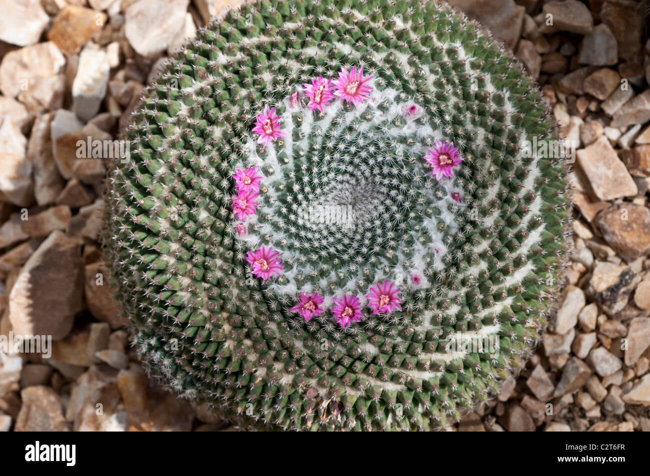 Cactus Mammillaria Grahamii Subspecies sheldonii Stockfoto