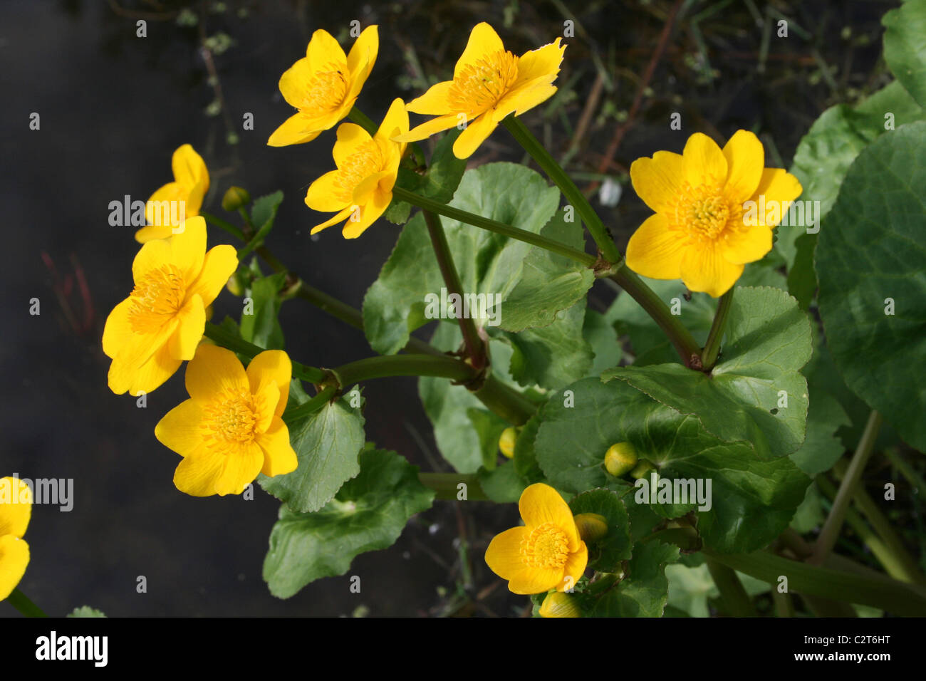 Marsh Marigold Caltha Palustris wächst neben A Teich bei Conwy RSPB Nature Reserve, Wales Stockfoto