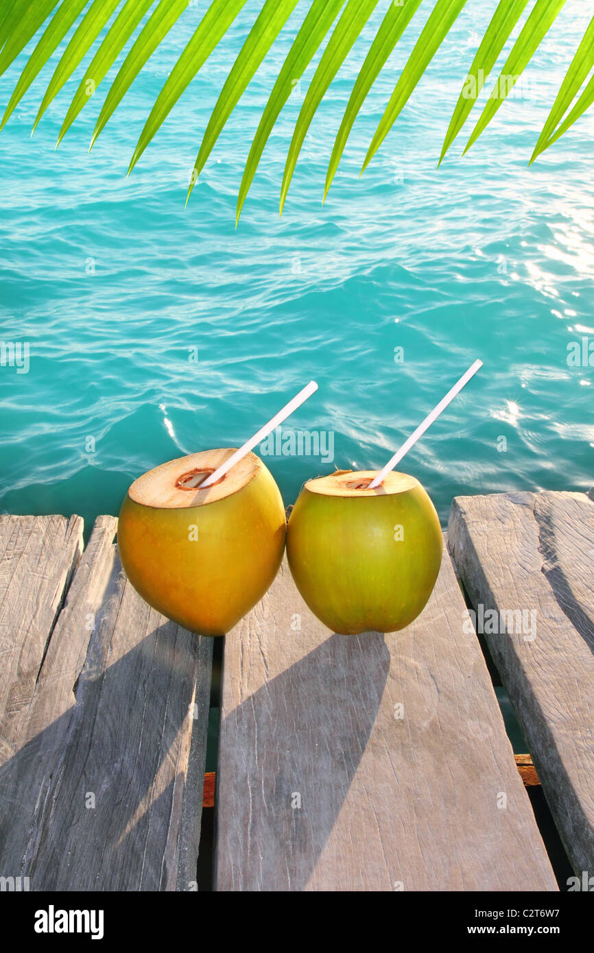 Kokosnüsse cocktail Baum Palmblatt in tropischen Karibik Stockfoto