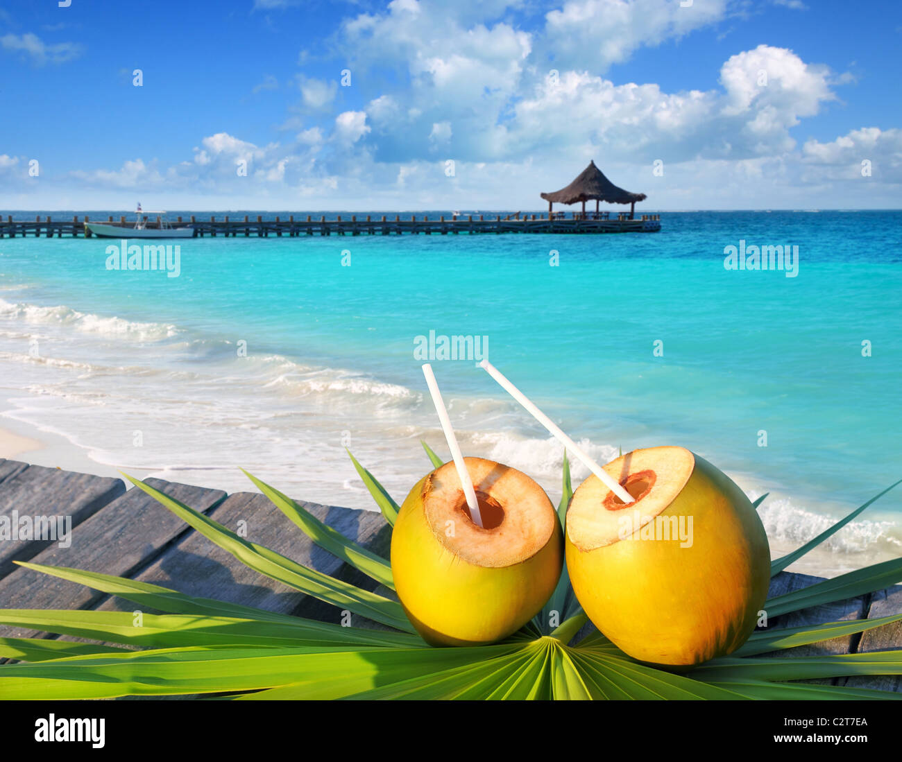 Kokosnüsse cocktail Baum Palmblatt in tropischen Karibik Stockfoto