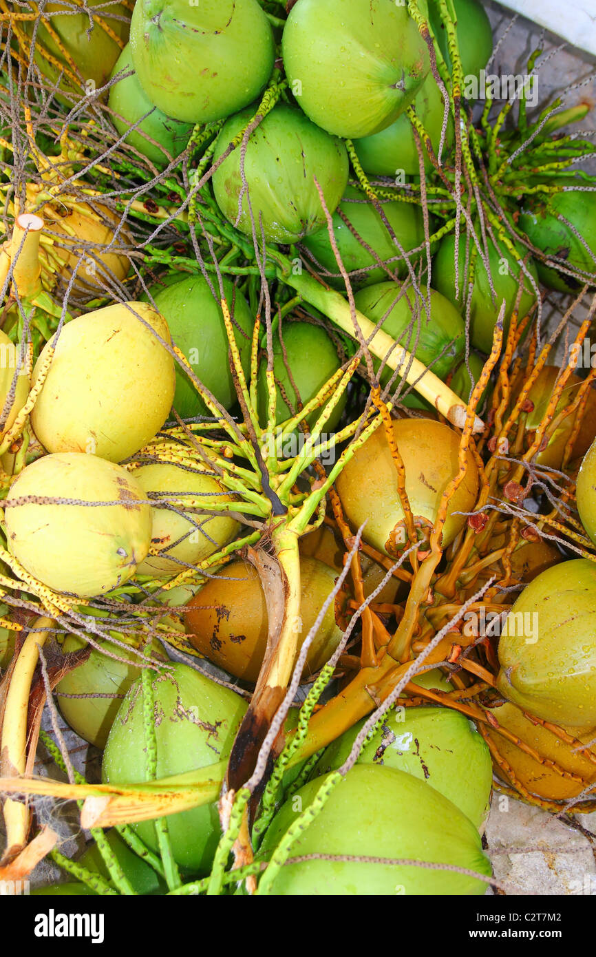 Frische Kokosnüsse Ernte Ernte grün und gelb in Karibik Stockfoto