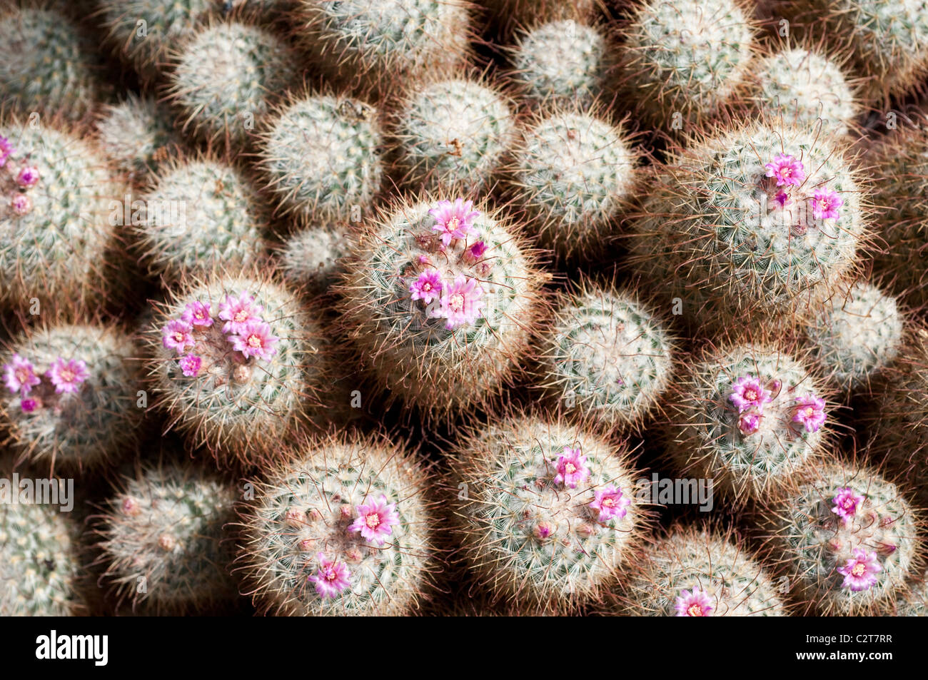 Cactus Mammillaria bombycina Stockfoto