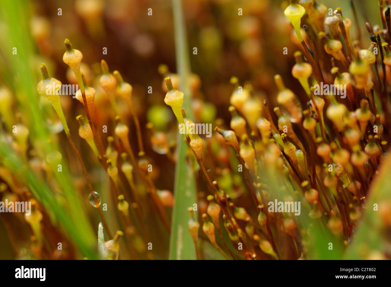 Menage Kragen-Moos, Splachnum ampullaceum Stockfoto