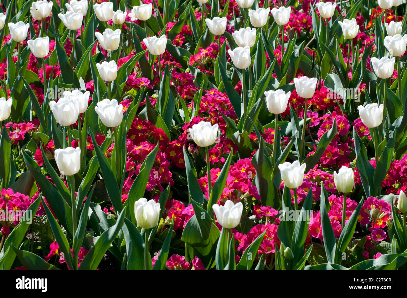 Tulpe WHITE DREAM und Primula CRESCENDO ROSE (Crescendo-Serie) Stockfoto