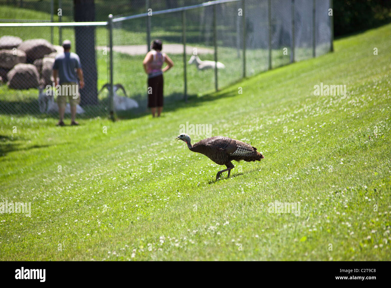 Wilder Truthahn auf dem grünen Rasen Stockfoto