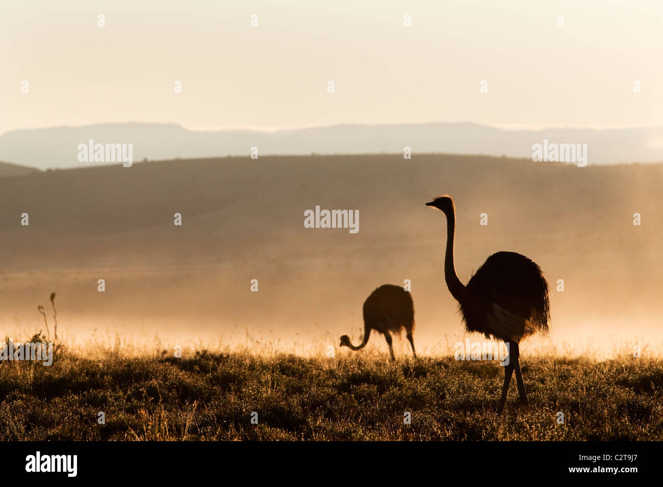 Strauß in Morgen Nebel, Struthio Camelus, Mountain Zebra National Park, Eastern Cape, Südafrika Stockfoto