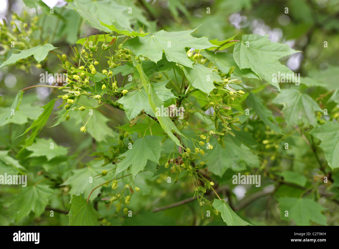 Spitz-Ahorn Baum Blumen, Acer Platanoides, Sapindaceae Stockfoto
