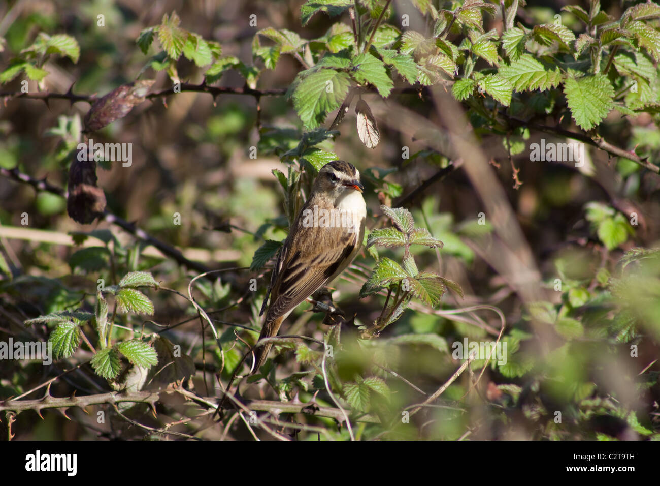 Sedge Warbler Acrocephalus Schoenobaenus in einem Schilfbeetes neu angekommen in Großbritannien im Frühjahr aus Afrika Stockfoto