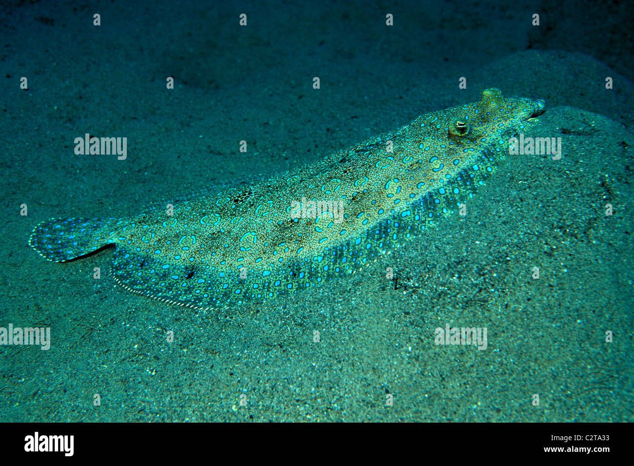 Peacock Flunder, Bothus Lunatus, St. John, US Virgin Islands, Atlantik Stockfoto