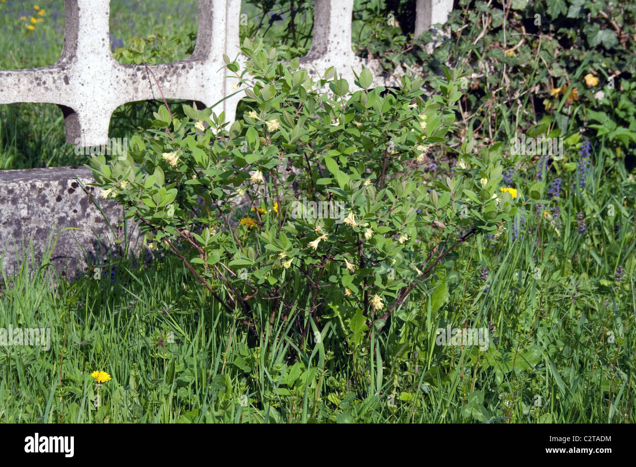 Lonicera Kamtschatica - Honigbeere im April Stockfoto