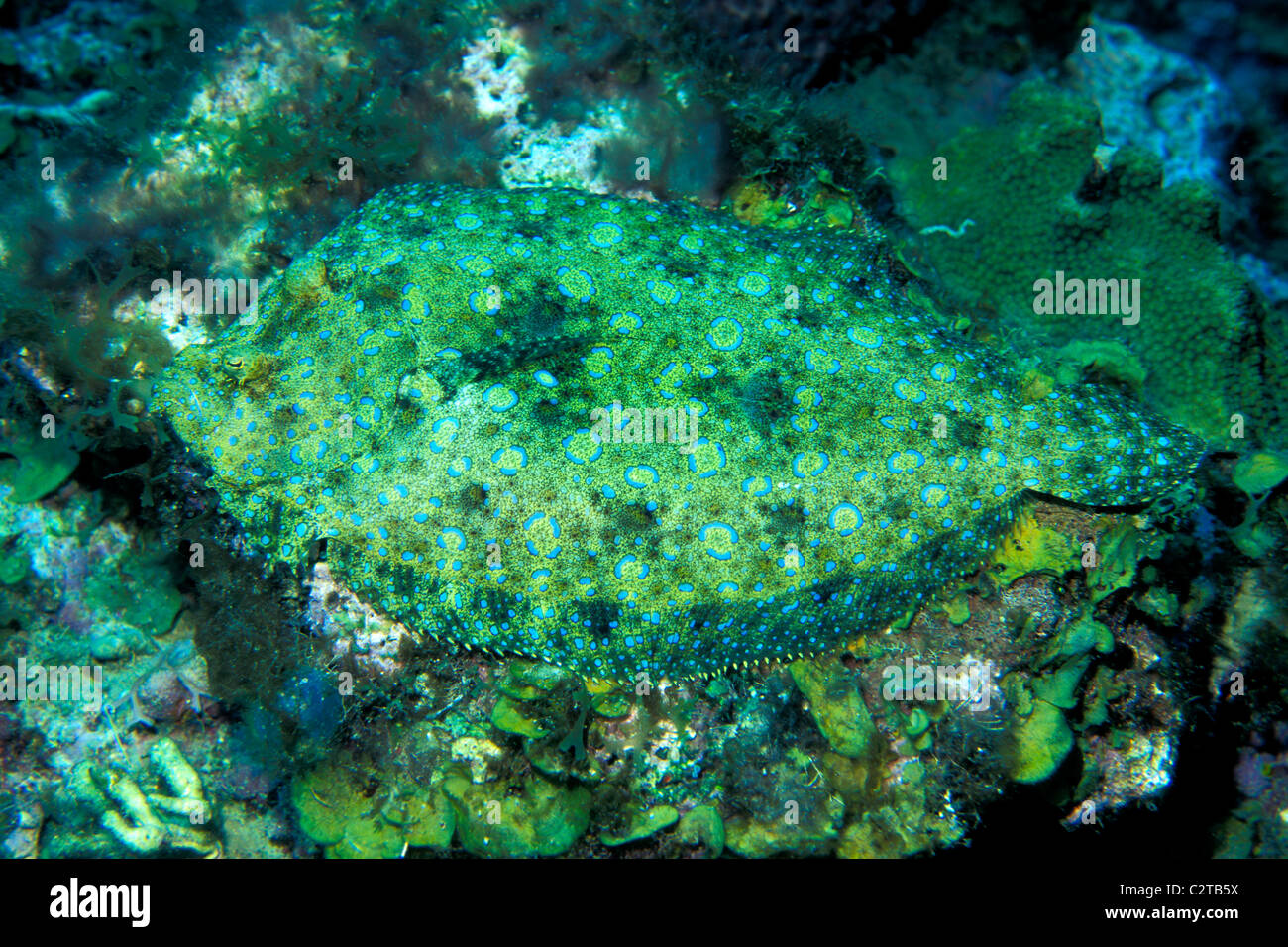 Peacock Flunder, Bothus Lunatus, St. John, US Virgin Islands, Atlantik Stockfoto
