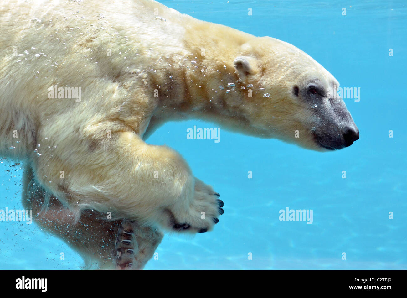 Eisbär (Ursus Maritimus) Detailansicht des Profils und Schwimmen unter Wasser Stockfoto