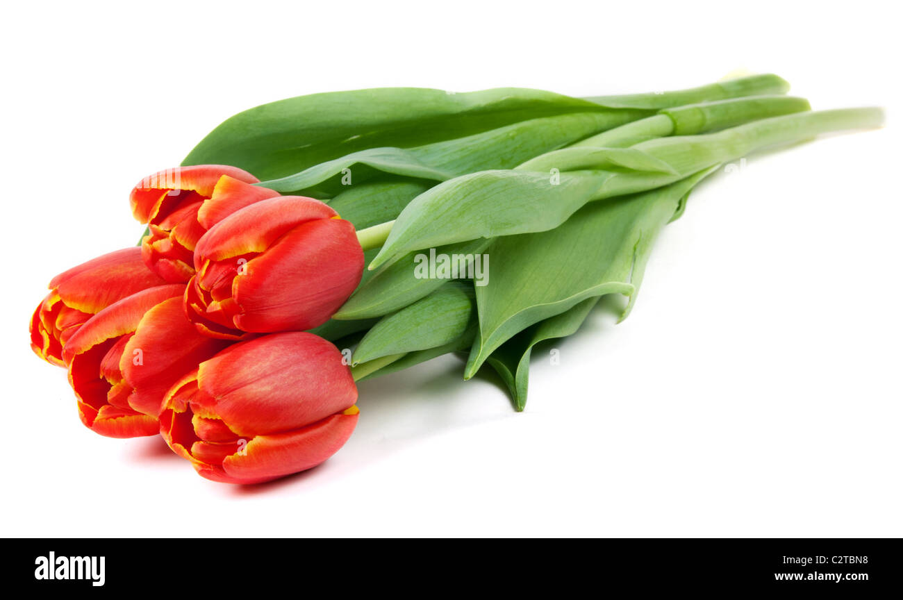 Bouquet von roten Tulpen isoliert auf weißem Hintergrund Stockfoto