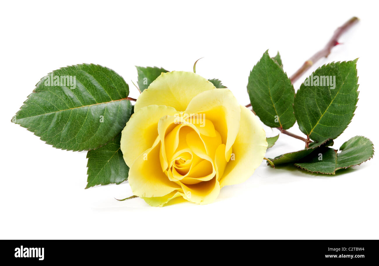 frische gelbe Rosen isoliert auf weißem Hintergrund Stockfoto