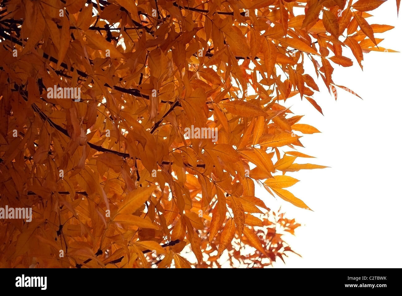 Herbst Blatt Hintergründe Stockfoto