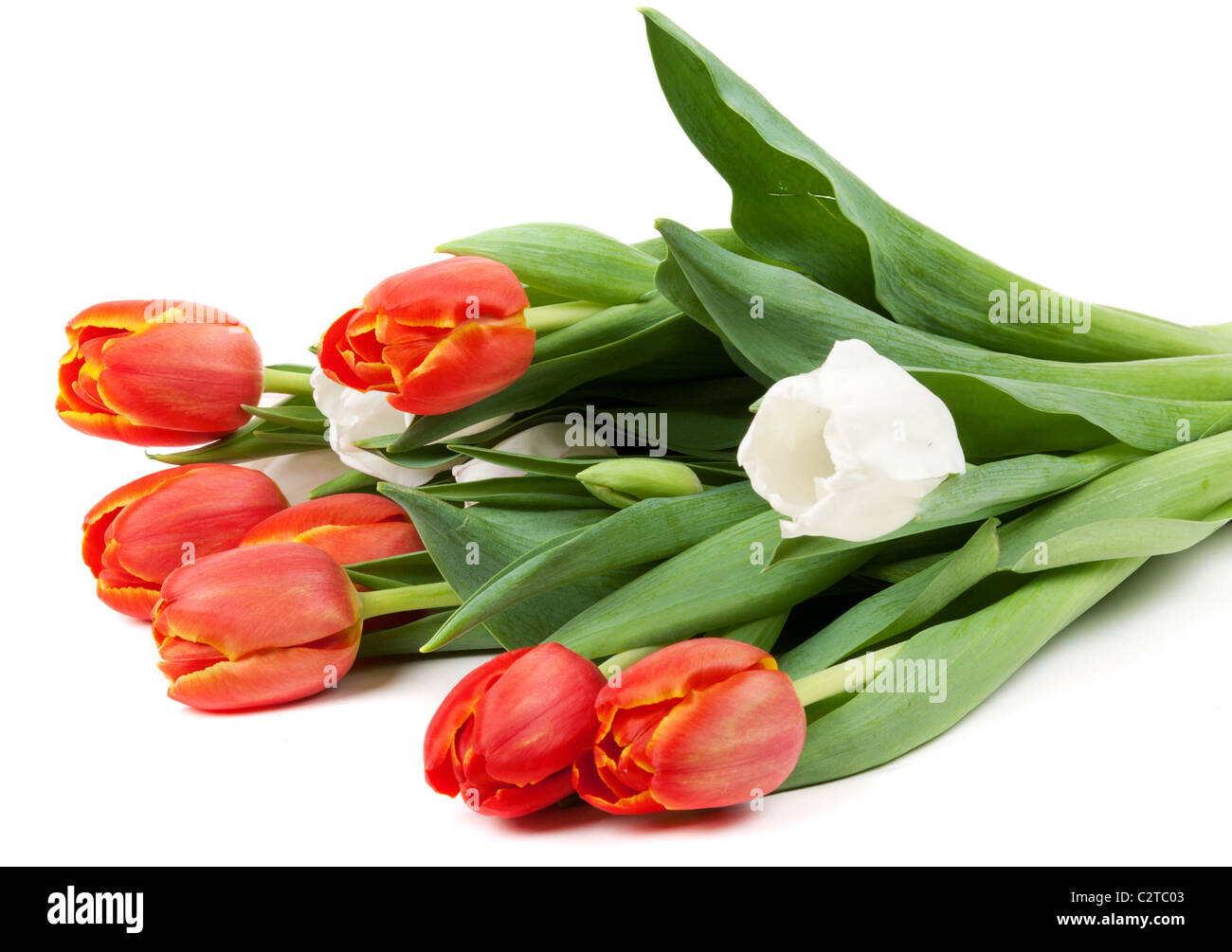 Bouquet von roten Tulpen isoliert auf weißem Hintergrund Stockfoto