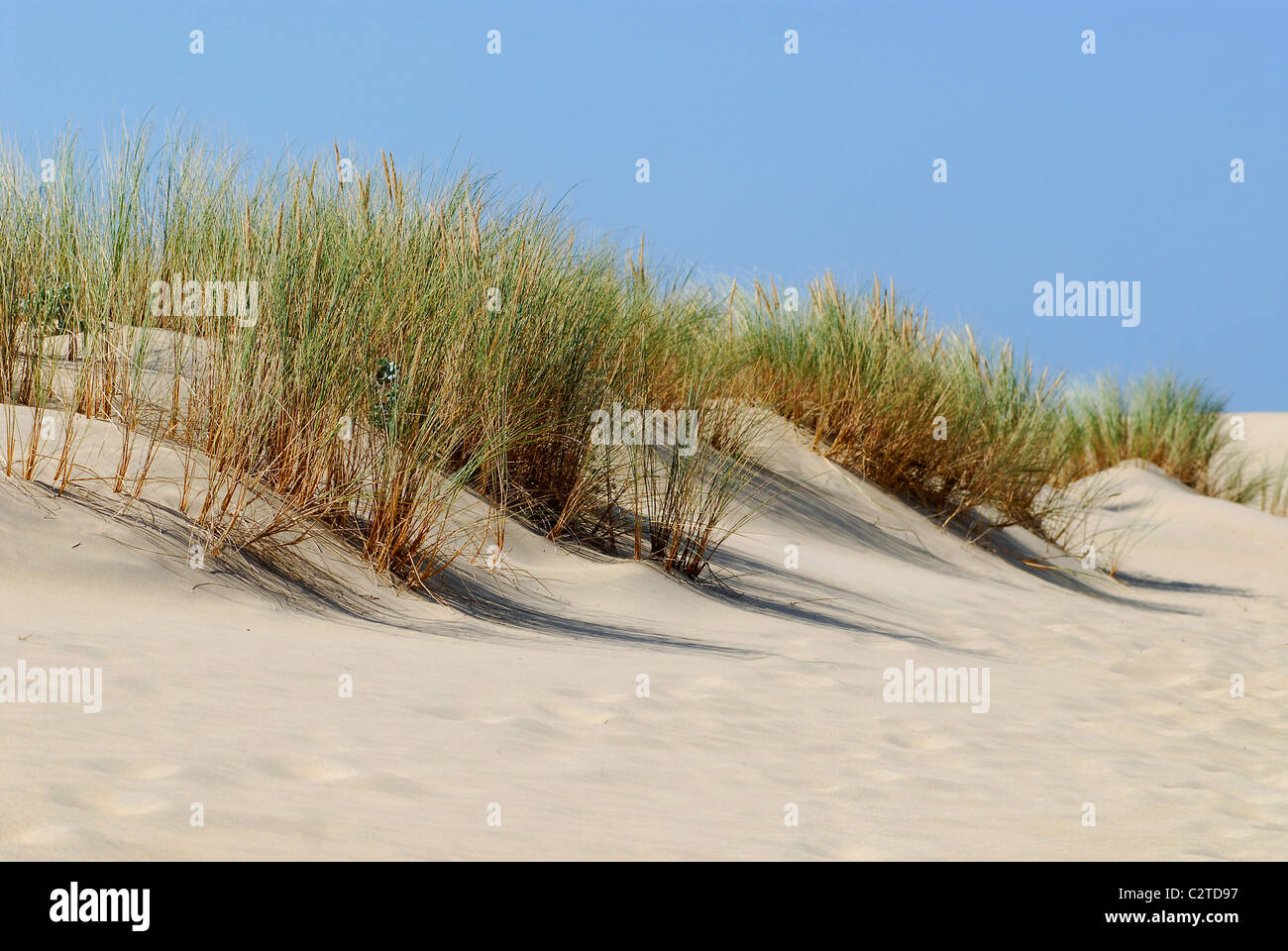 Düne und hohe Gräser (Ammophila Arenaria) an der Küste des "La Coubre" in Frankreich, Region Charentes-Poitou, Charente Maritime depa Stockfoto