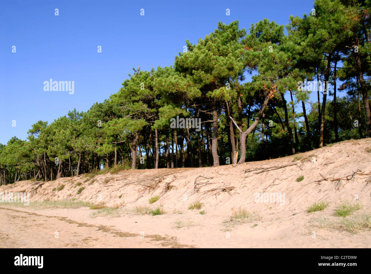 Kiefern auf den Dünen der Küste von "la Coubre" in Frankreich, Region Charentes-Poitou, Charente Maritime Abteilung Stockfoto