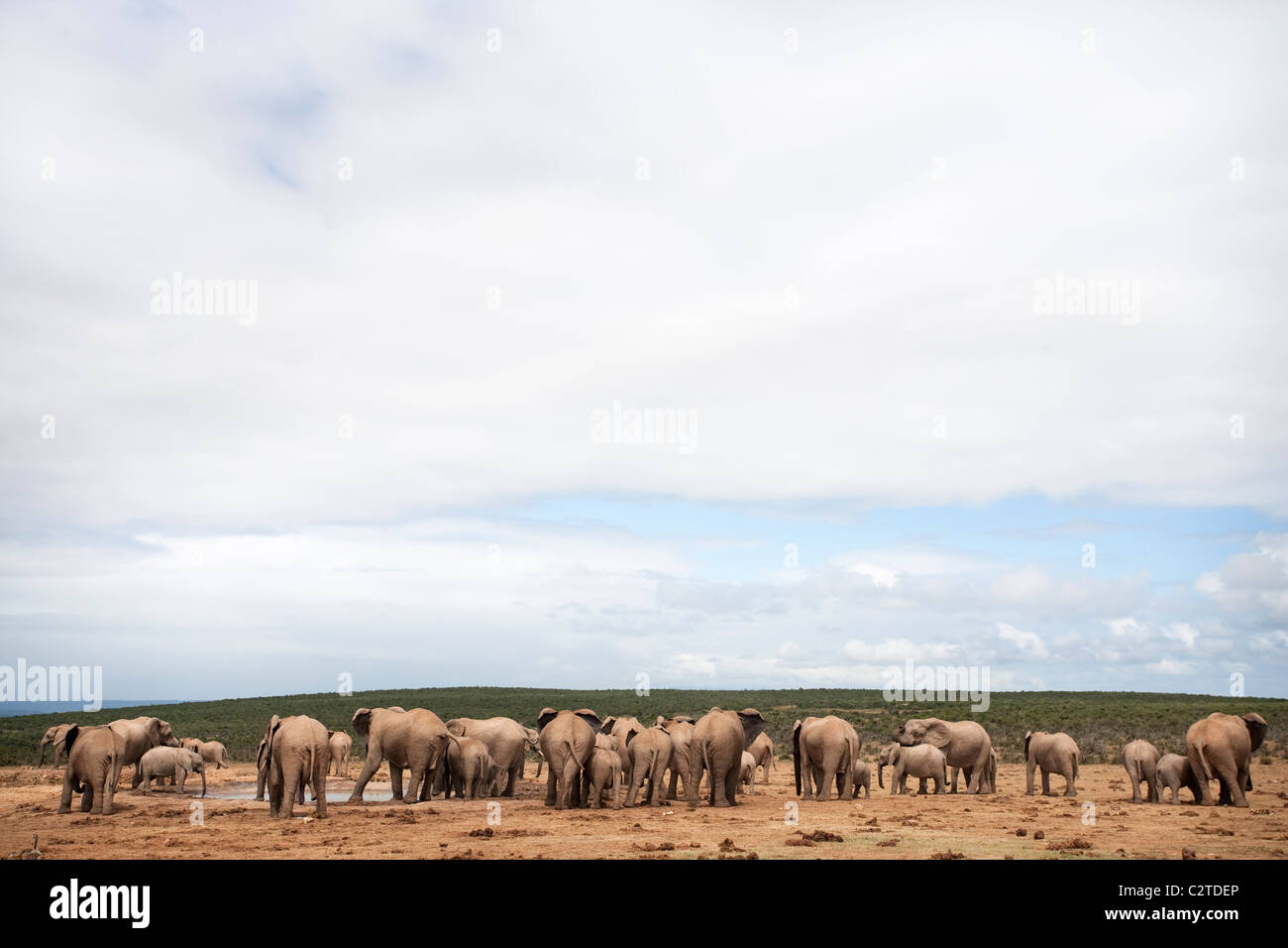 Afrikanische Elefanten, Loxodonta Africana, Addo Nationalpark, Südafrika Stockfoto