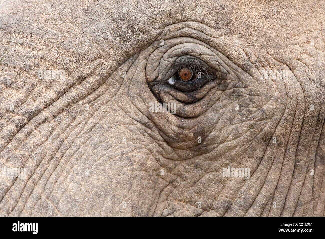 Afrikanischer Elefant Auge, Loxodonta Africana, Addo Nationalpark, Südafrika Stockfoto