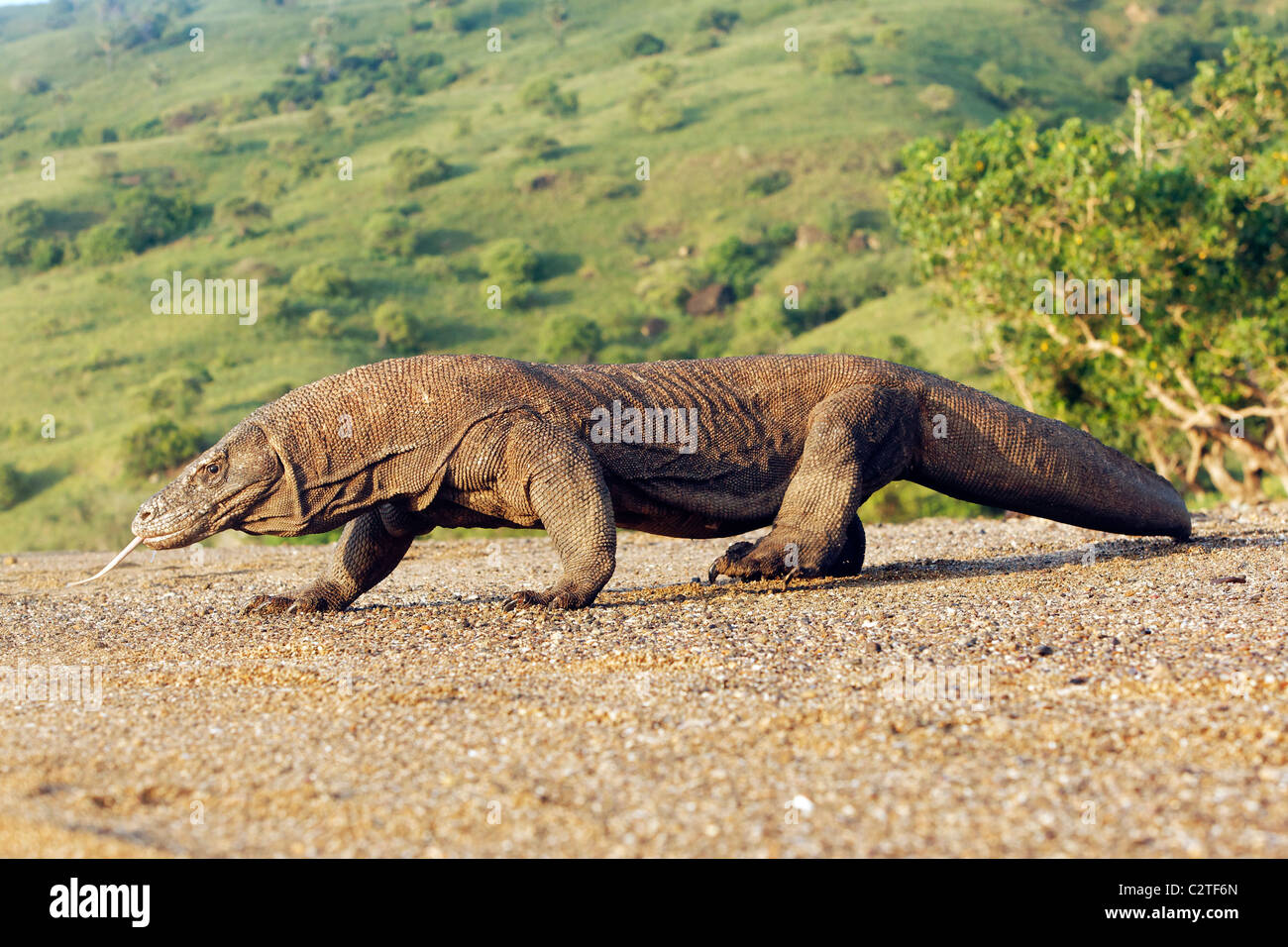 Komodo-Waran, Varanus Komodoensis, einzelne Eidechse auf Boden, Komodo Indonesien, März 2011 Stockfoto