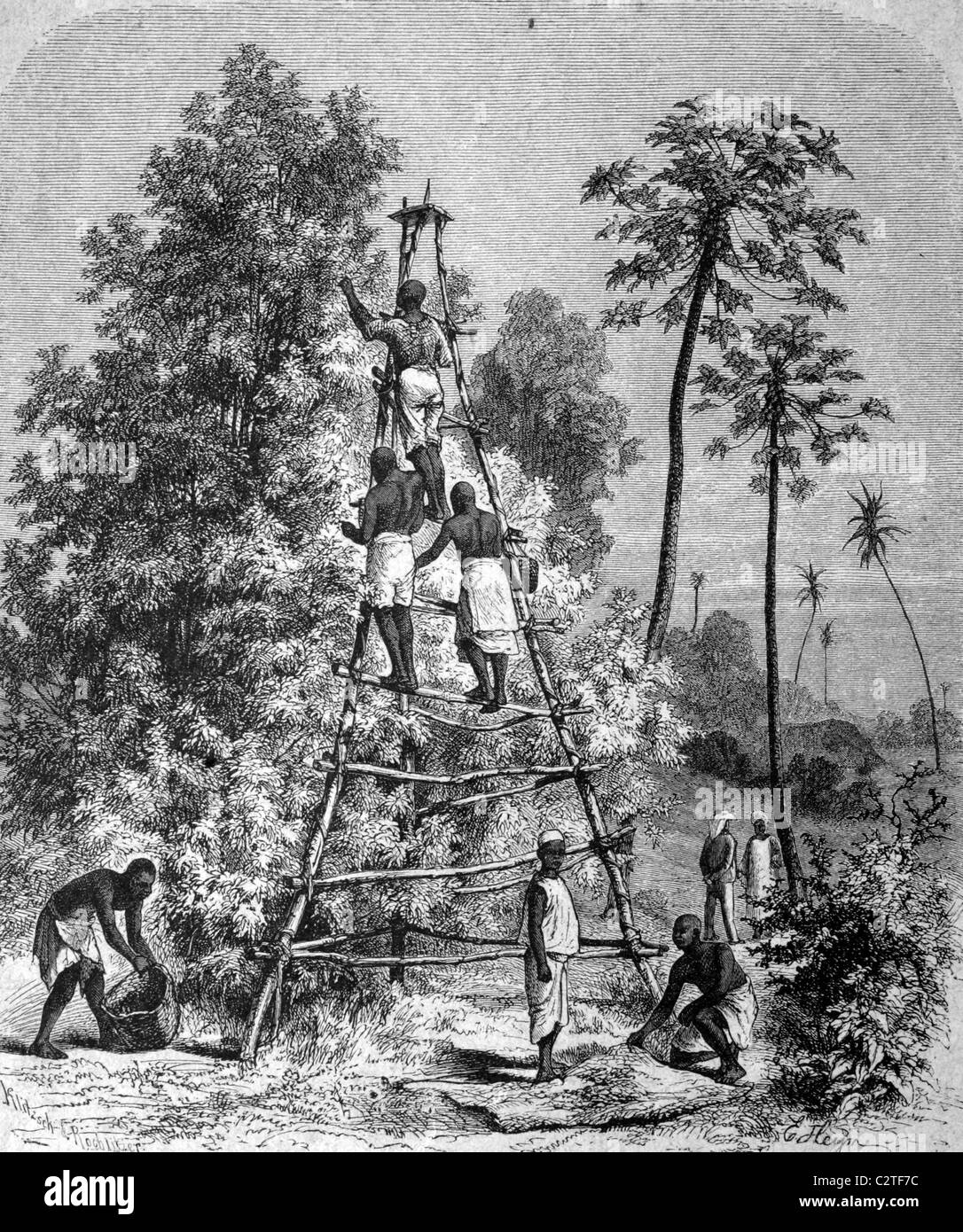Leben in den 1880er Jahren ernten Gewürznelken in Sansibar, historische Abbildung, ca. 1886 Stockfoto