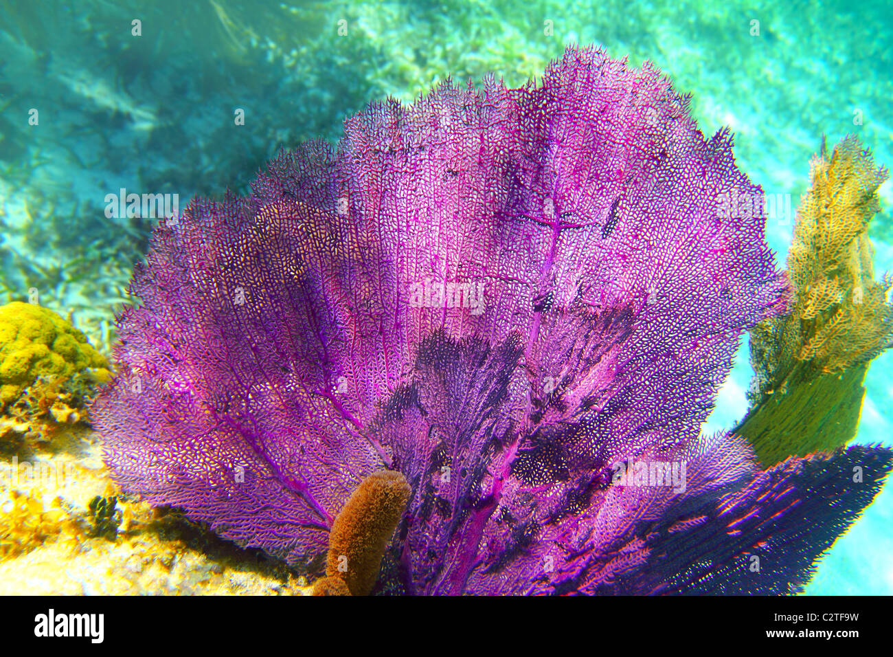 Karibische Korallenriff Riviera Maya bunte Arten Unterwasser Schatz Stockfoto