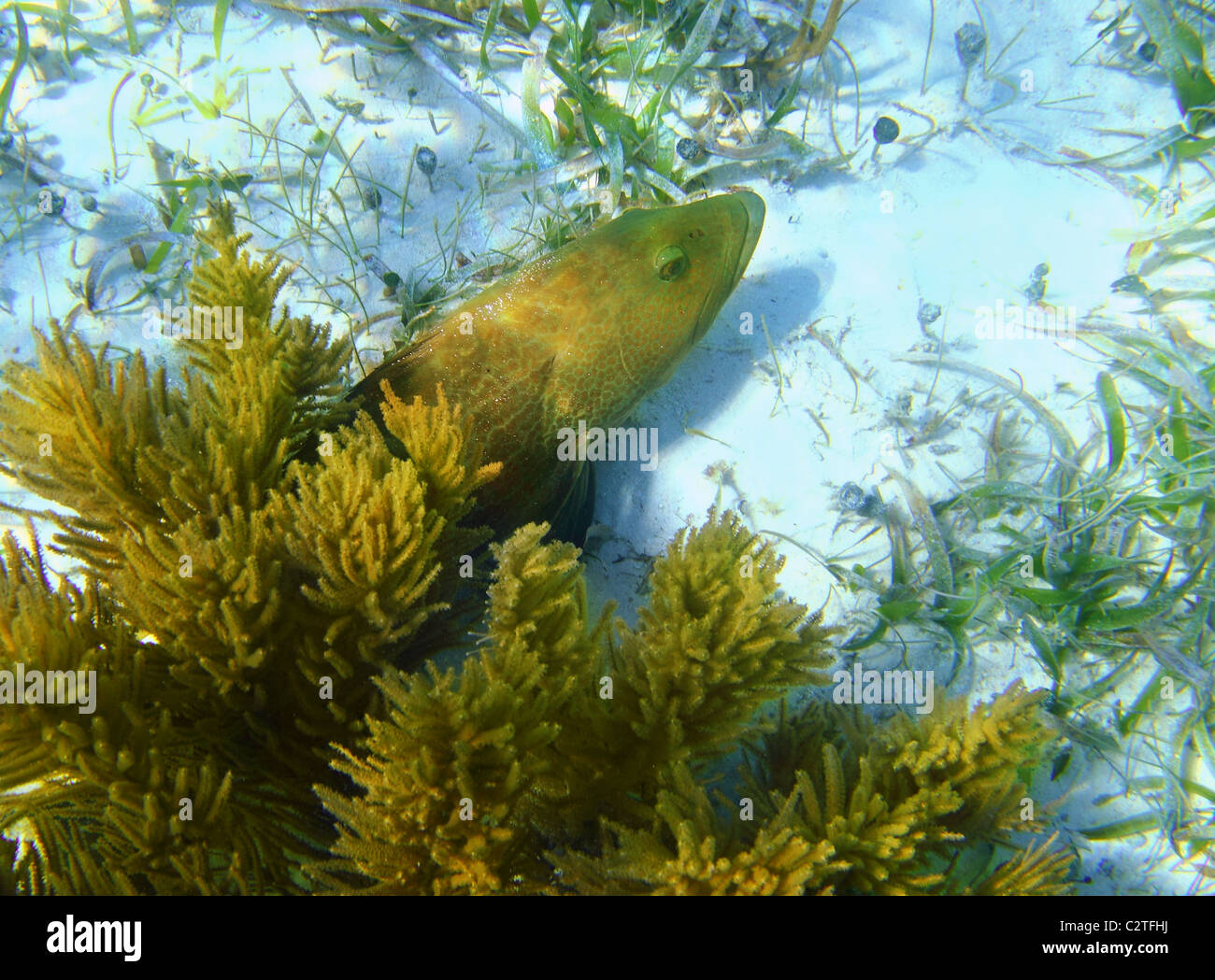 Karibik Zackenbarsch Fische im Sandboden versteckt Stockfoto