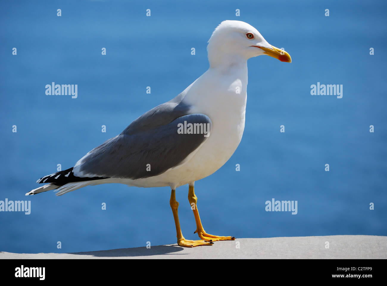 Sea Bird Möwe. Natur-Nahaufnahme Stockfoto