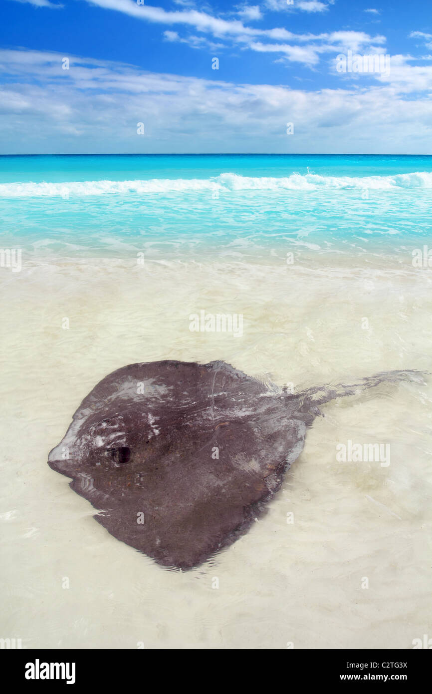 südlichen Stingray Dasyatis Americana im karibischen Strand Contoy Mexiko Stockfoto