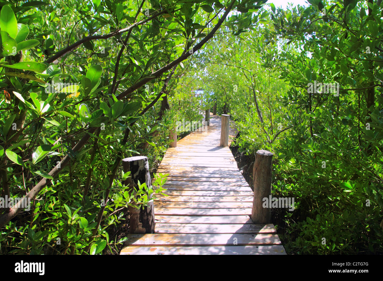 Wald Gehweg Mangrovendschungel Quintana Roo Mexiko Stockfoto