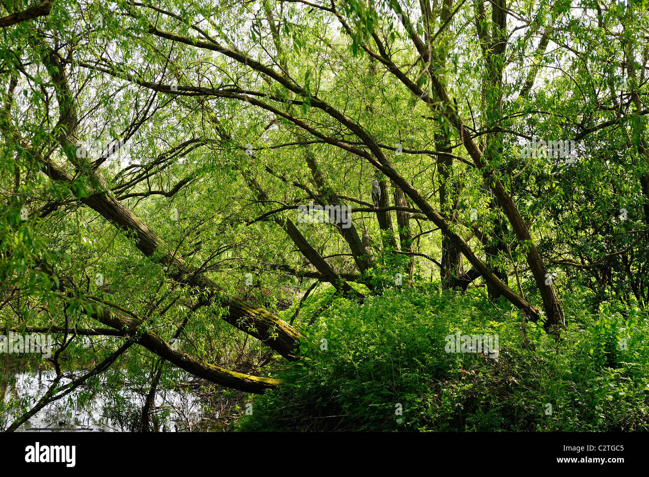 Zweige Bäume dichten Laub Attenborough Naturschutzgebiet Nottingham England uk Stockfoto