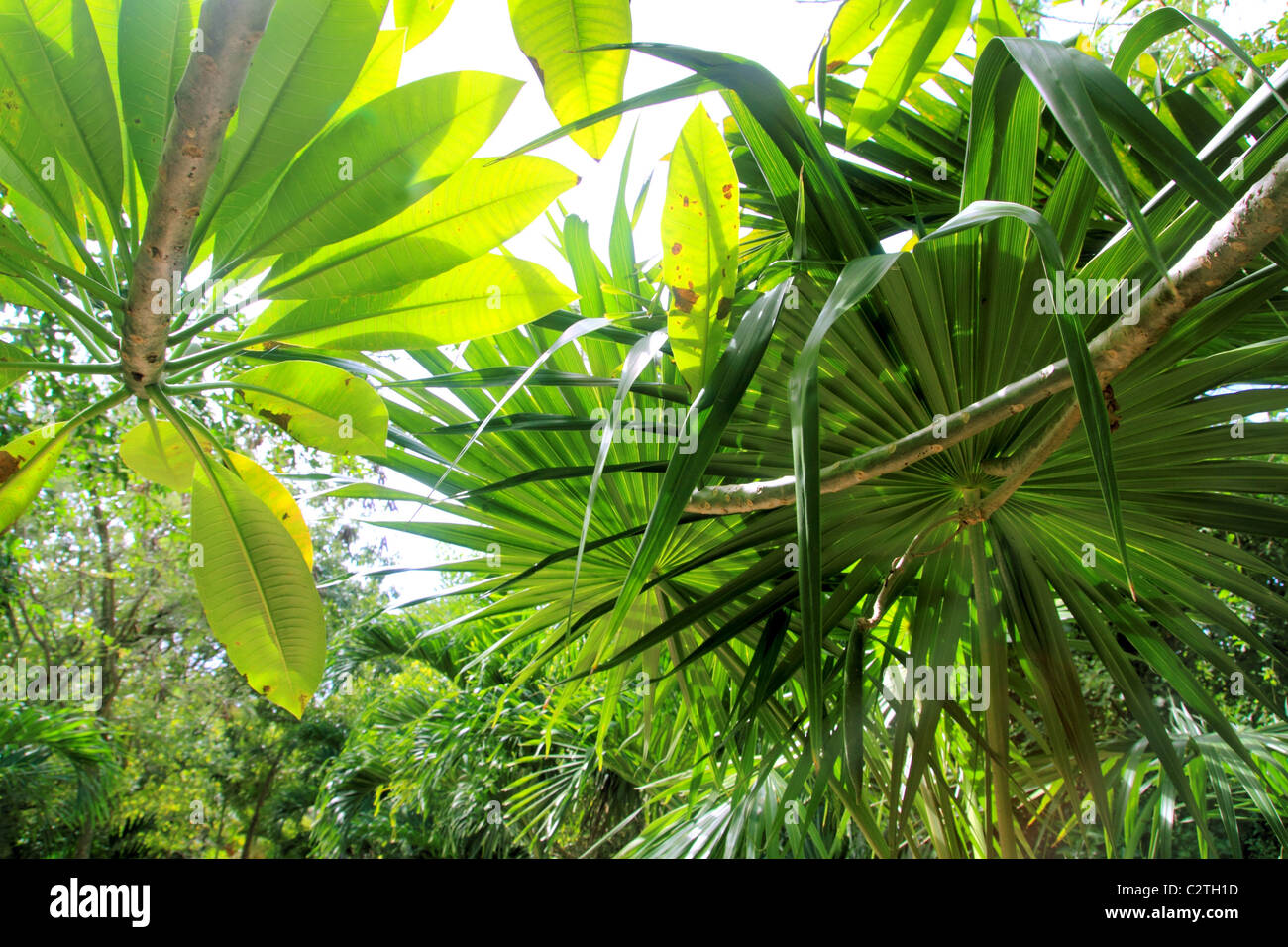 Dschungel Regenwald Atmosphäre grünen Hintergrund Mittelamerika Stockfoto