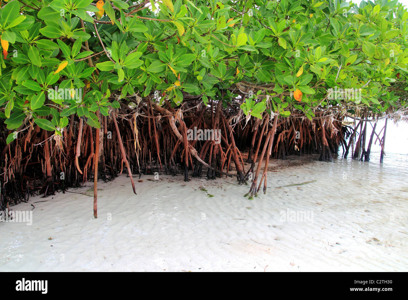 Mangrovenpflanze im Meer Ufer Luftwurzeln Karibik Mexiko Stockfoto