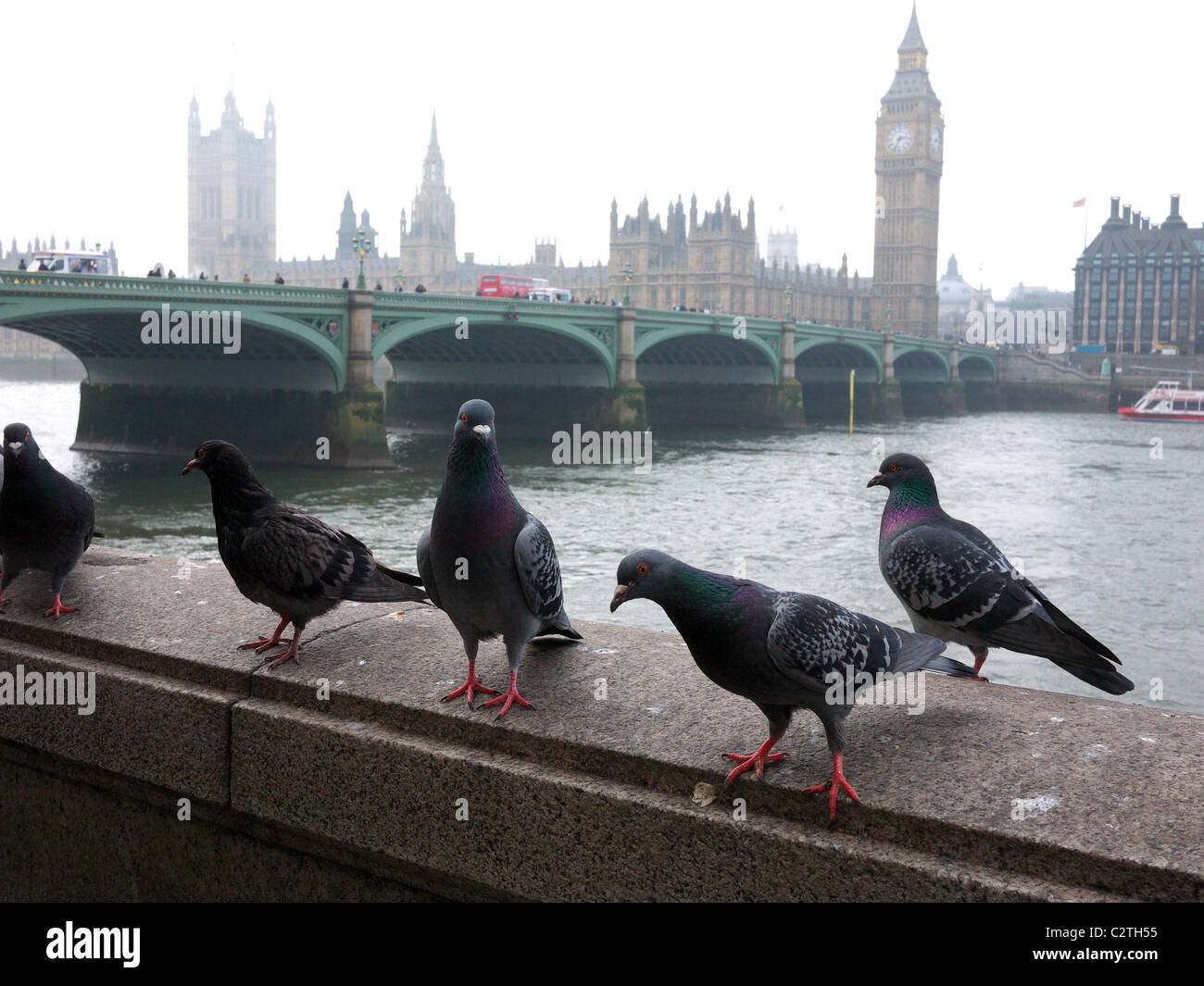 London-Tauben stehen an einer Wand entlang der Böschung mit dem Fluss Themse Westminster Bridge und dem Parlament im Hintergrund Stockfoto